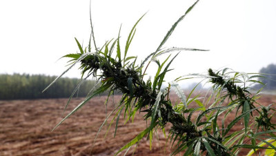 بالفيديو.. إحباط عملية كبيرة لتهريب "الحشيش" عبر مرفأ بيروت