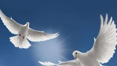 تفسير حلم رؤية الحمام في المنام للعزباء والمتزوجة والحامل | آراء ابن سيرين والنابلسي