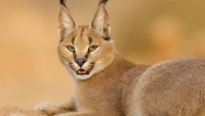 حيوان الوشق المصري يسّطر البطولات على الحدود مع مصر