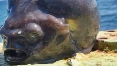 اكتشاف غريب من أعماق البحار: صياد روسي ينتشل مخلوقاً يشبه الدماغ البشري"