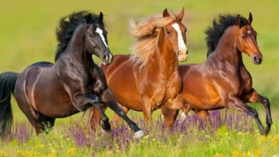 تفسير حلم رؤية الخيول: دلالات القوة والنجاح