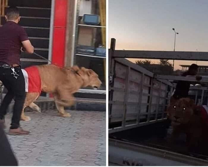 في العراق.. "أسد الشعب" في مواجهة "كلاب الحكومة" والصدر يدعو لإضراب شامل