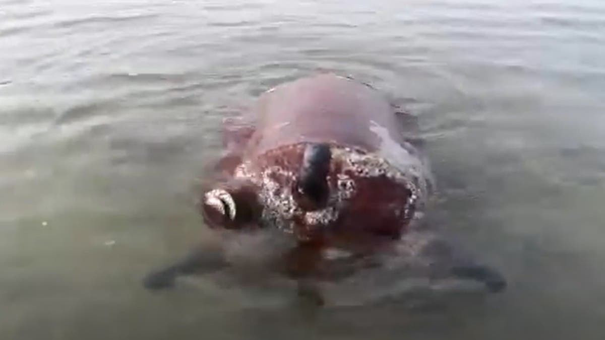 فريق هندسي يبطل مفعول لغم بحري زرعه الحوثيون في البحر الأحمر