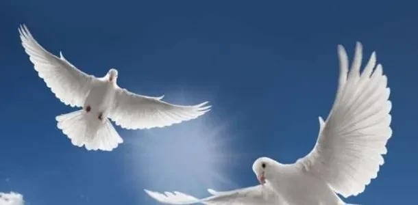 تفسير حلم رؤية الحمام في المنام للعزباء والمتزوجة والحامل | آراء ابن سيرين والنابلسي