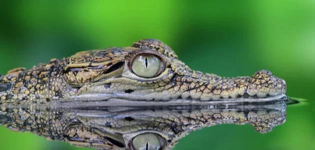 تفسير رؤية التمساح الصغير في المنام