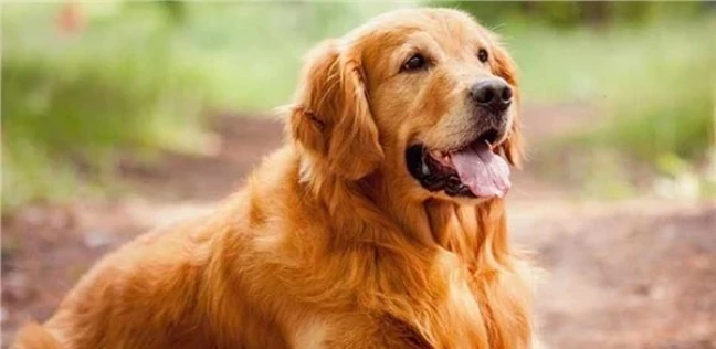 تفسير رؤية الكلاب الأليفة في المنام للعزباء والمتزوجة